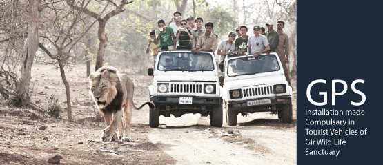 GPS Installation made Compulsary in Tourist Vehicles of Gir Wild Life Sanctuary